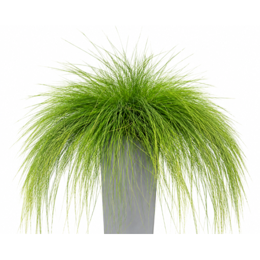 Fétuque 'Walberla' C2