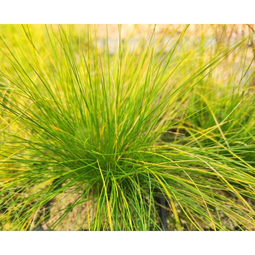 Fétuque 'Walberla' C2