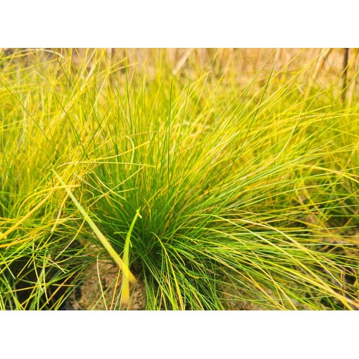 Fétuque 'Walberla' C2