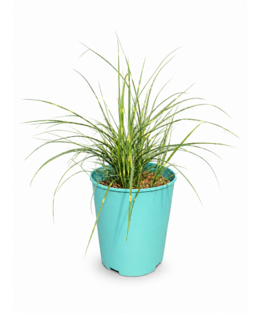 Miscanthus chinois Strictus Dwarf C4