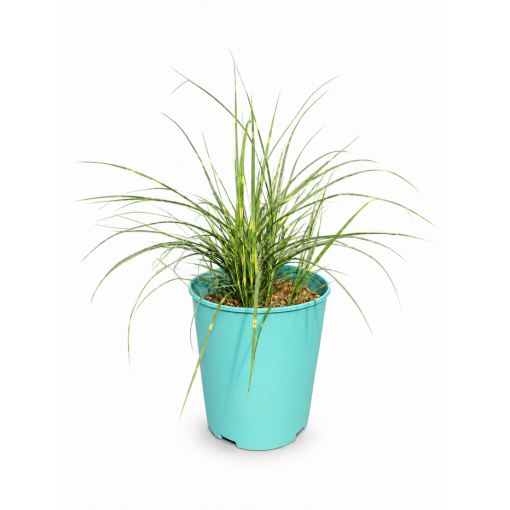 Miscanthus chinois Strictus Dwarf C4