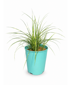 Miscanthus chinois Strictus Dwarf C4