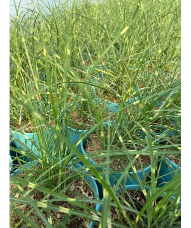 Miscanthus chinois Strictus Dwarf C4