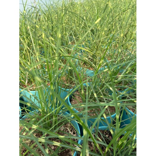Miscanthus chinois Strictus Dwarf C4