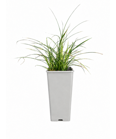 Miscanthus chinois Strictus Dwarf C2
