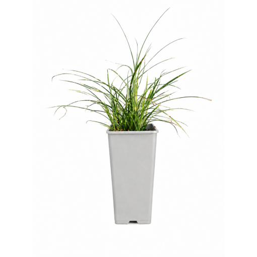 Miscanthus chinois Strictus Dwarf C2