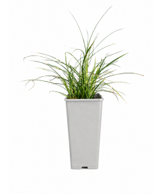 Miscanthus chinois Strictus Dwarf C2