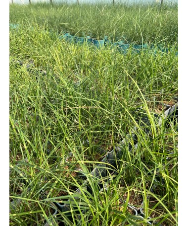 Miscanthus chinois Strictus Dwarf C2