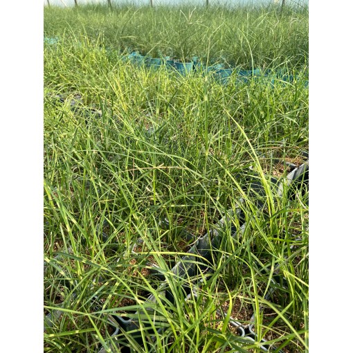 Miscanthus chinois Strictus Dwarf C2