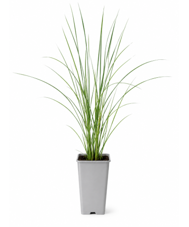Miscanthus chinois Flamingo C2