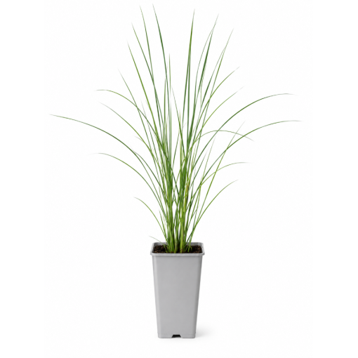 Miscanthus chinois Flamingo C2