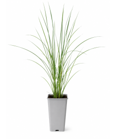 Miscanthus chinois Flamingo C2