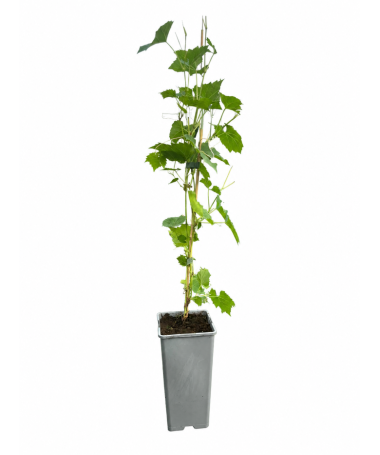 Vigne parfumée Ania C2