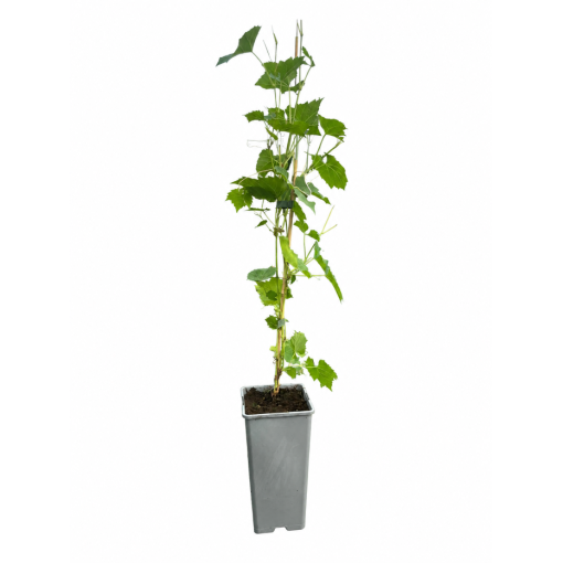 Vigne parfumée Ania C2