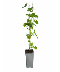 Vigne parfumée Ania C2