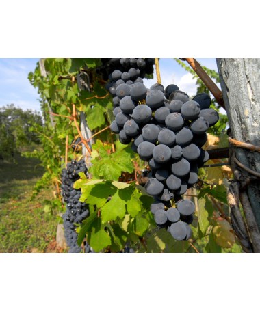 Vigne parfumée Ania C2