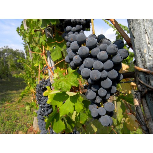 Vigne parfumée Ania C2