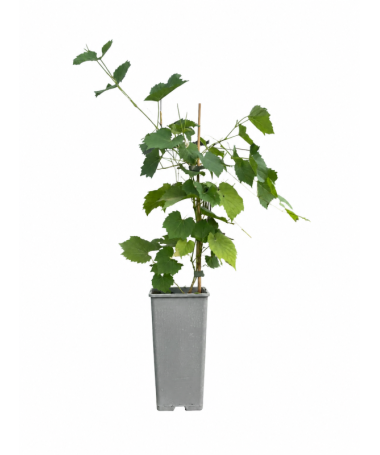 Vigne parfumée Tomek C2