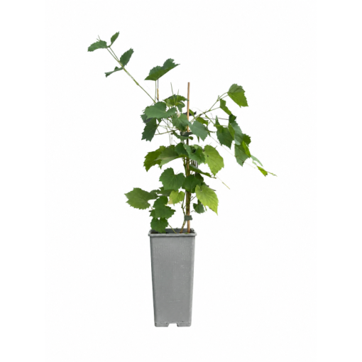 Vigne parfumée Tomek C2