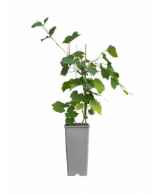 Vigne parfumée Tomek C2