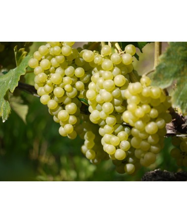Vigne parfumée Tomek C2