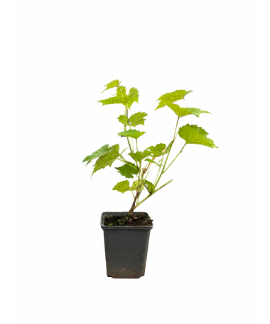Vigne parfumée Tomek P9/C1