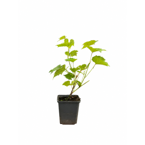 Vigne parfumée Tomek P9/C1