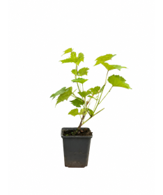 Vigne parfumée Tomek P9/C1