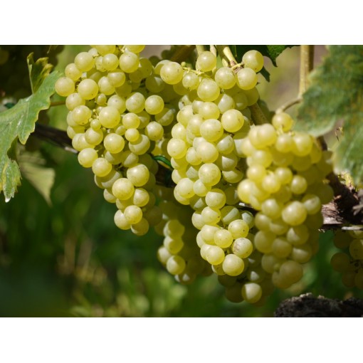 Vigne parfumée Tomek P9/C1