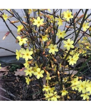 Jasmin "Fleur nue" pot, 2L