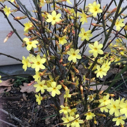 Jasmin "Fleur nue" pot, 2L