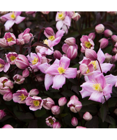 Clematis Montana Fragrant Spring Mayleen (montagnard) C2