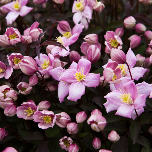 Clematis Montana Fragrant Spring Mayleen (montagnard) C2