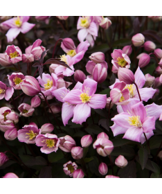 Clematis Montana Fragrant Spring Mayleen (montagnard) C2