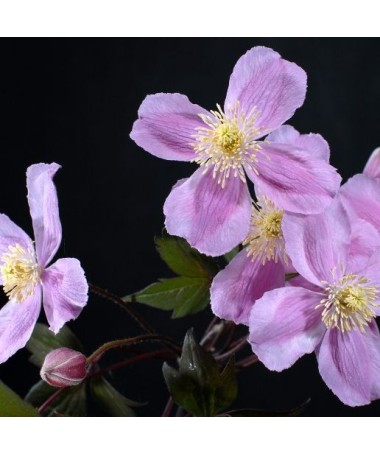 Clematis Montana Fragrant Spring Mayleen (montagnard) C2