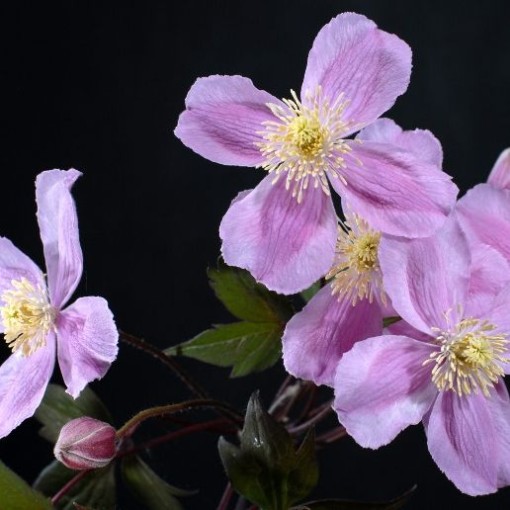 Clematis Montana Fragrant Spring Mayleen (montagnard) C2