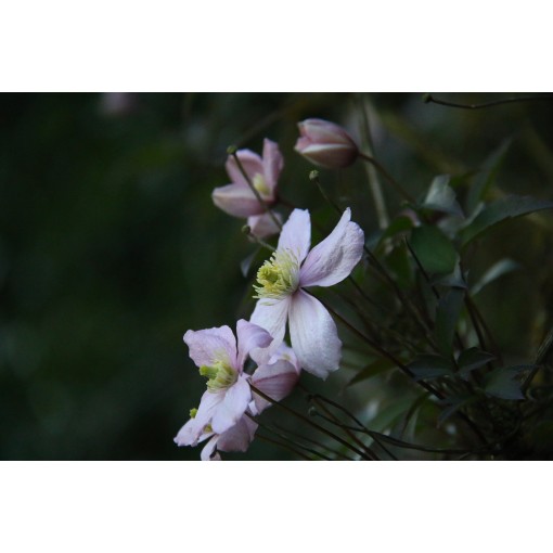 Clematis Montana Fragrant Spring Mayleen (montagnard) C2
