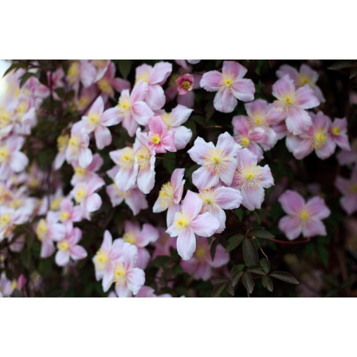 Clematis Montana Fragrant Spring Mayleen (montagnard) C2
