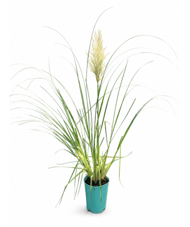 Herbe de la pampa ‘Pumila’ (EN FLEURS avec plumeau) pot 4L