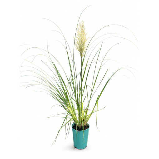 Herbe de la pampa ‘Pumila’ (EN FLEURS avec plumeau) pot 4L