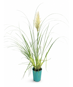 Herbe de la pampa ‘Pumila’ (EN FLEURS avec plumeau) pot 4L