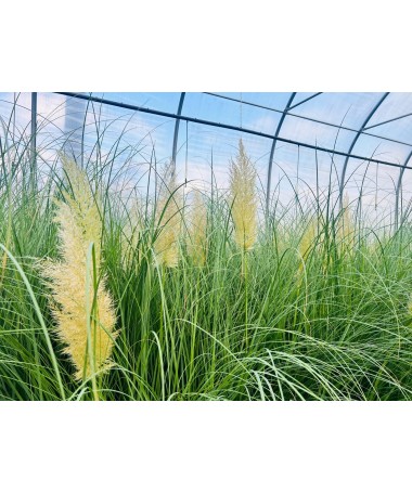 Herbe de la pampa ‘Pumila’ (EN FLEURS avec plumeau) pot 4L