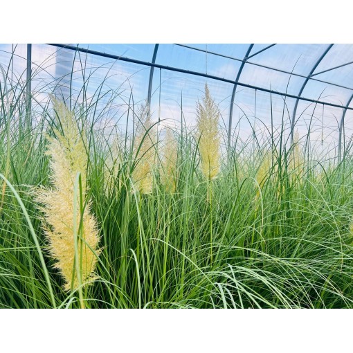 Herbe de la pampa ‘Pumila’ (EN FLEURS avec plumeau) pot 4L