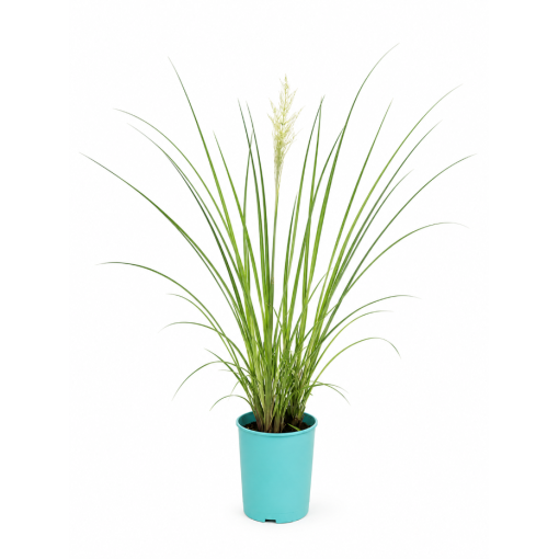 Herbe de la pampa ‘Pumila’ (EN FLEURS avec plumeau) pot 4L