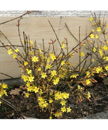 Jasmin "Fleur nue" pot, 2L
