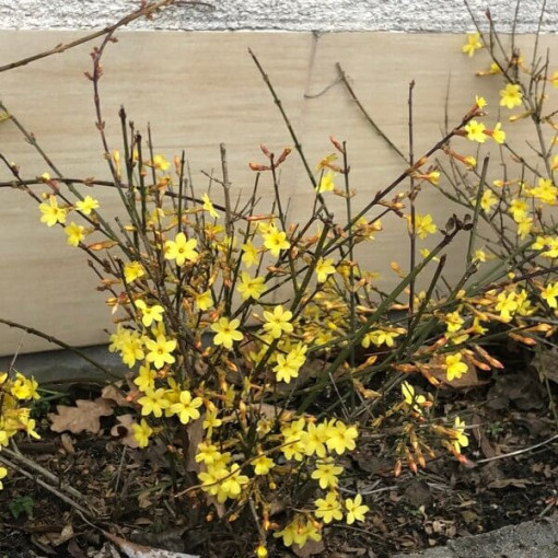 Jasmin "Fleur nue" pot, 2L