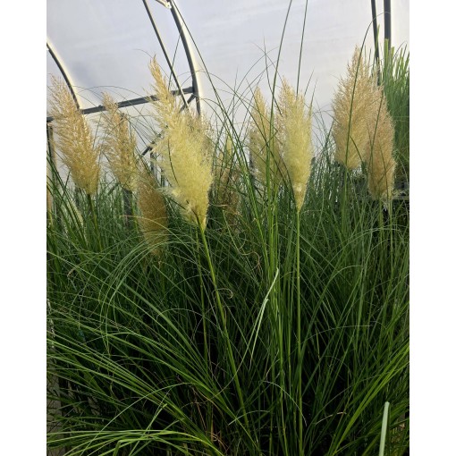 Herbe de la pampa ‘Pumila’ (EN FLEURS avec plumeau) pot 4L