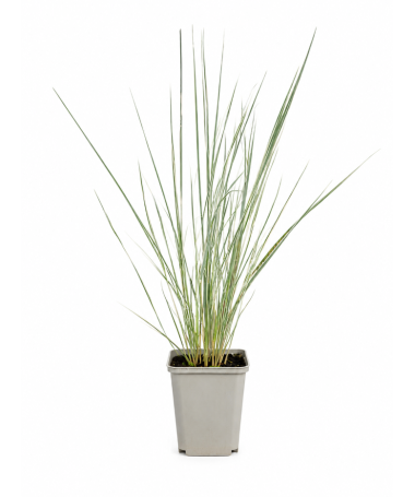 Roseau des Jardins Calamagrostis × acutiflora ‘Overdam’ P9/C1