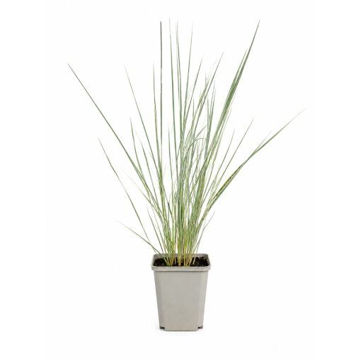 Roseau des Jardins Calamagrostis × acutiflora ‘Overdam’ P9/C1
