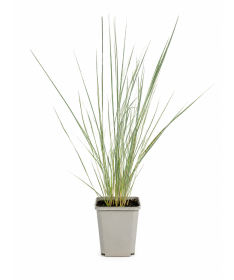 Roseau des Jardins Calamagrostis × acutiflora ‘Overdam’ P9/C1